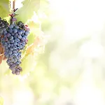 Апартаменты Wine Loft *