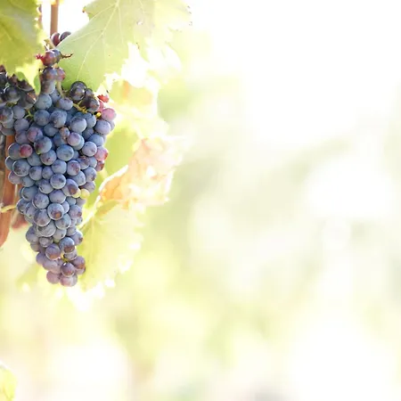 公寓 Wine Loft *